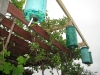 Upside Down Tomatoes 2