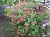 Honeysuckle