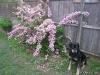 Comet, Bush Model 