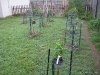 Dwarf Fruit Trees