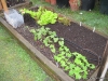 Beans, Tomato, Lettuce