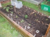 Tomato, Pepper