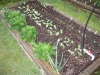 Spinach, Cowpeas, Cucumber