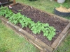 Potato, Sunflower