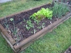 Onion, Lettuce, Carrot, Cantaloupe