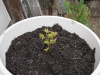 Patio Blueberry