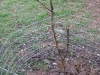 Dead Tree Might Come Back to Life