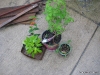 Plants waiting to be transplanted