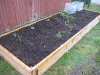 Asparagus, Tomato, herbs