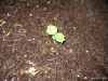 New flower seedling