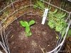 Zucchini