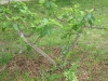 Fig Tree w/ new Rabbit Habitat