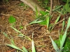 Close-up of the Rabit's Home
