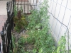 Sugar Snap Peas are getting big - taste great