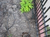 Top Right: Sweet Potato, Bottom Right: New Zealand Spinach Substitute 