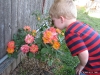 A Rose Bush that won't die