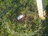 Blueberry bush that has died