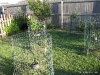 Dwarf Fruit Trees are all doing great