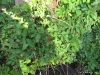 Blackberry Bushes are fruiting, just need to keep birds away