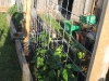 Pole Beans are climbing up and up