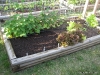 Beans, lettuce, pepper, tomato