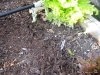 Lost Pepper Plants
