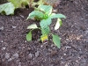 New Red Bell Pepper Plant