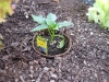 New Orange Bell Pepper Plant