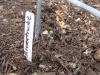 Tomato - Ricsentraube