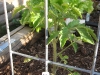 Tomato - VTO 5805