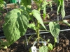 Tomato - Brandywine