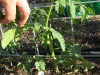 Tomato - Ladybug
