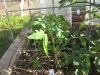 Tomato - Beefsteak