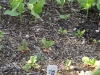 Radish