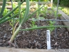 Cucumber - Straight 8 