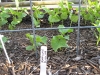 Cucumber - National Pickling