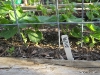 Cucumber - Diva