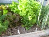 Lettuce starting to bolt