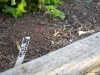 Cantaloupe - Started From Seed