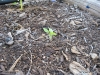 Small Sunflower
