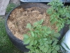 Potato Tire 2