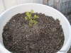 Patio Blueberry Plant