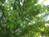 Plum Tree - Loaded with fruit