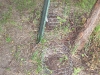 Squash and Zuk under Plum Tree
