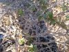 One of my mini-Crepe Myrtle Trees has a problem