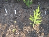 Asparagus 1