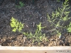 Asparagus 1