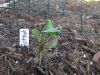 Tomato - Beefsteak