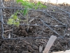 Tomato - Roma