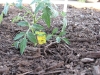 New Tomato - Mr. Stripey